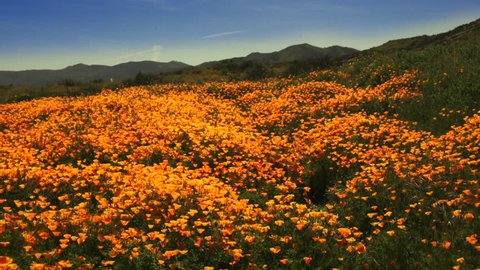 Wide Angle of a carpet of California Wildflowers in the Breeze, California Poppies in the wind on a hillside during spring. Apple Pro Res 