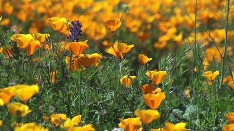 One minute variety of Spring bloom wildflowers in California. California Poppies and other wildflowers 