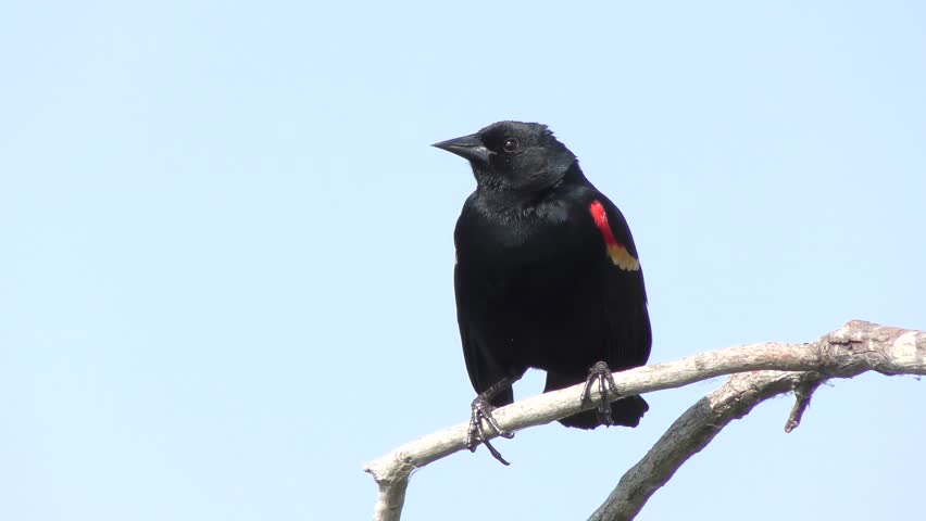 Red-Winged Blackbird male call