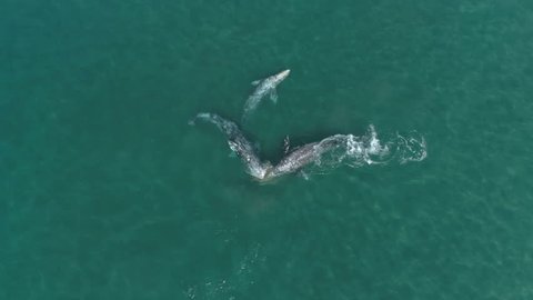Birds eye view of three young migrating grey whales (Eschrichtius Robustus) at play