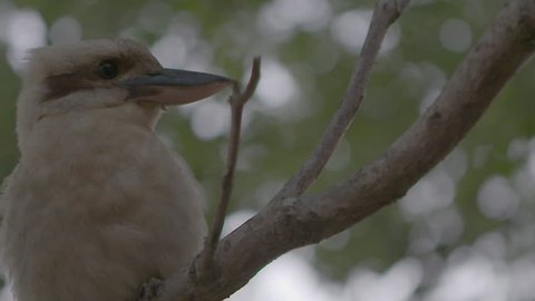 Kookaburra sitting in a tree
