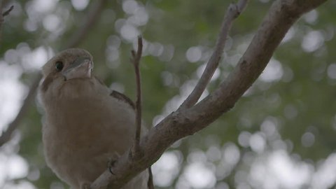 Kookaburra sitting in a tree