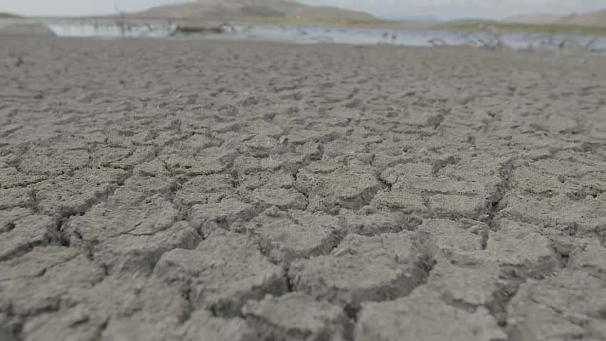 изменение климата на планете. текстура мертвого дерева. пересохший водоем. Dried out. высушенное кукурузное поле.