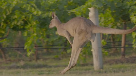 Kangaroos in vineyards