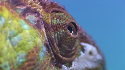 Colourful chameleon in camouflage