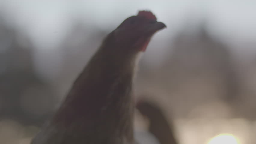 Chickens on a farm | Shutterstock HD Video #25272368