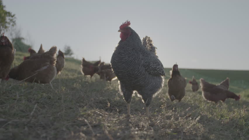 Free range chickens and rooster Royalty-Free Stock Footage #25272380