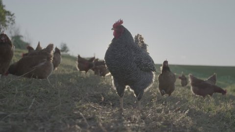 Free range chickens and rooster