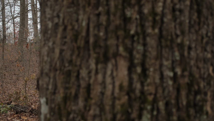VIRGINIA - OCTOBER 2014 - Reenactment, large-scale, epic American Revolutionary War anniversary recreation. British Redcoat Soldier chasing after Continental Soldier enemy in woods.