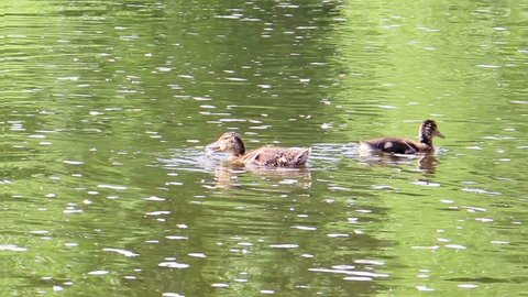 Ducks swim Ekaterinburg, Russia.