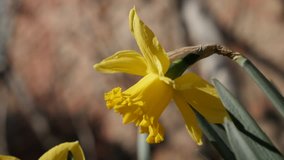 Lonely flower Narcissus petals and stamen close-up 4K 2160p 30fps UltraHD footage - First  sign of spring plant Pseudonarcissus shallow DOF 3840X2160 UHD video