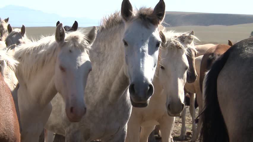 Horse | Shutterstock HD Video #25275887