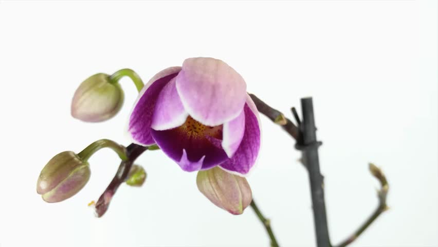 Full Hd Video Orchid Flower Blossoming Stock Footage Video 100 Royalty Free 25278788 Shutterstock