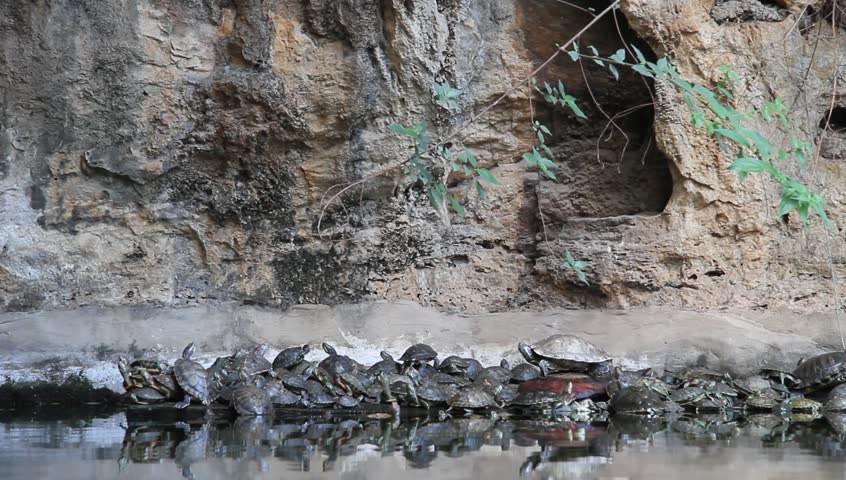 Many turtles near the water