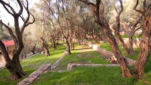 Olive groves and gardens in Montenegro.