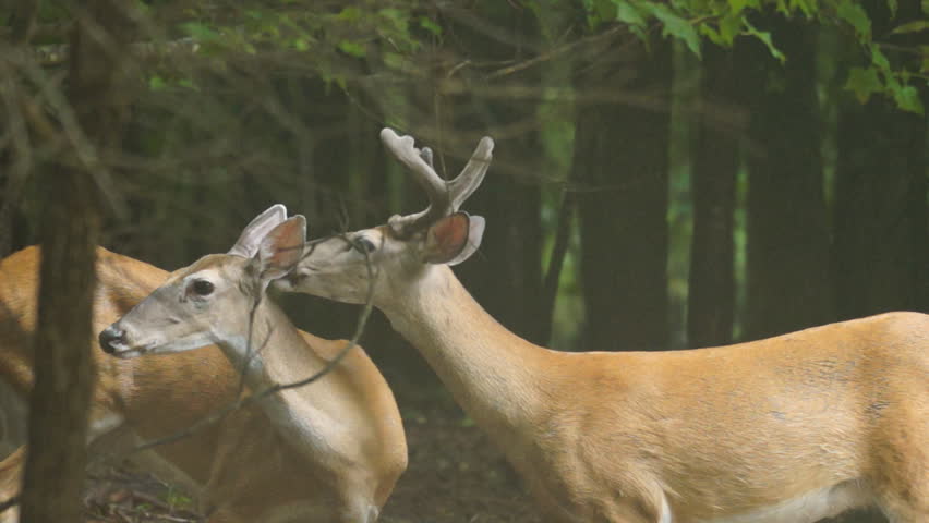 Whitetail Deer buck and Doe, slow motion, 1/2 natural speed