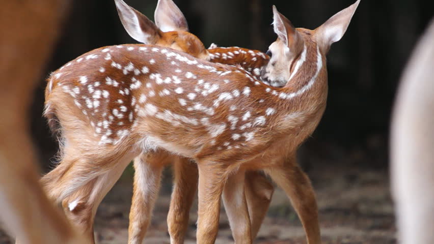 Whitetail Deer twin fawns, slow motion, 1/2 natural speed