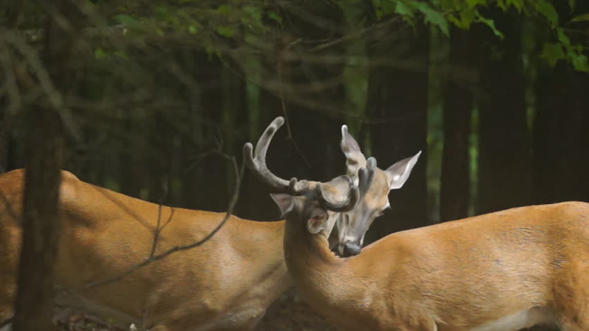 Whitetail Deer buck and Doe, slow motion, 1/2 natural speed