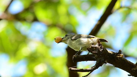 Little bird eating fruit