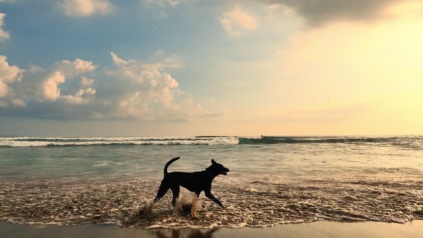 Dog Runs On Sandy Beach Stock Footage Video (100% Royalty-free ...