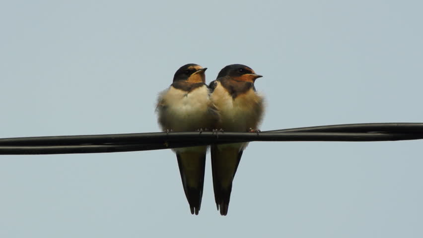 Couple of little swallow birds on wires