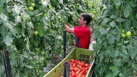 Harvesting tomatoes in a greenhouse. Freshly harvested tomato in worker's hands. Food industry. Agricultural production. Ripe tomato. Commercial greenhouse interior. Food production. 