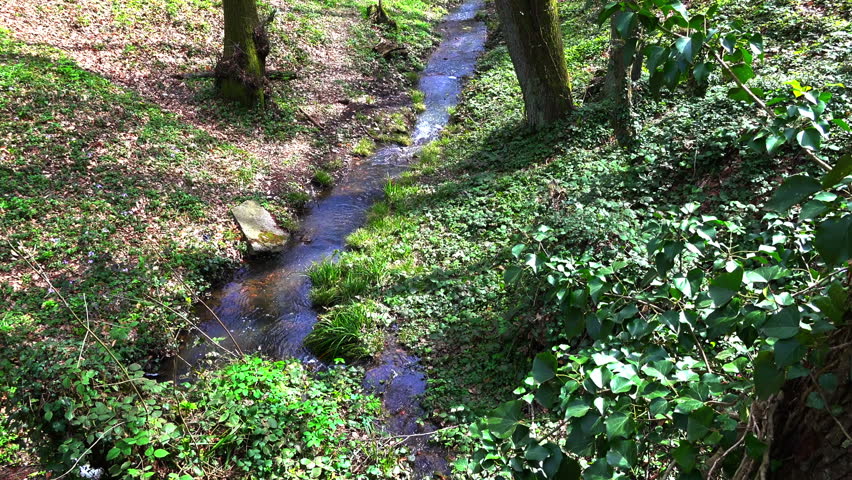 Stream in the forest in the spring