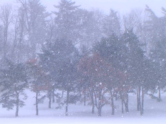 Trees in Snowstorm  
