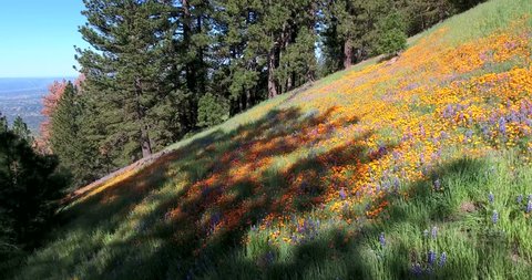 Flying over golden poppy wildflowers on Figueroa Mountain, Santa Ynez, California
