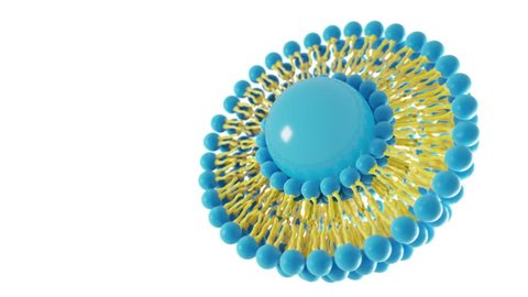 Medical 3D looped animation of liposome bi-layer structure