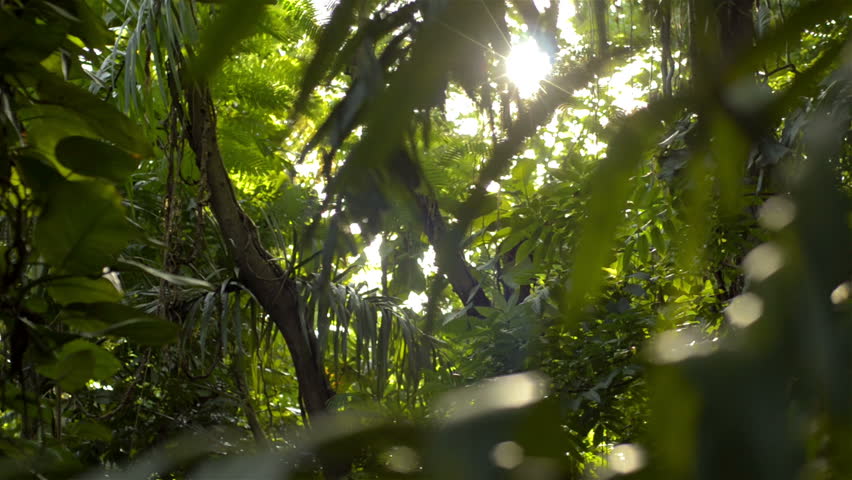 Dolly shot of the setting sun shining into a dense tropical jungle in Thailand.