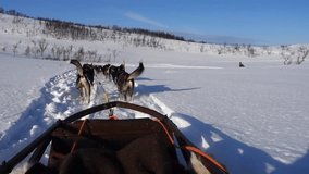 Dog sledding in Tromso, Norway.  POV video.