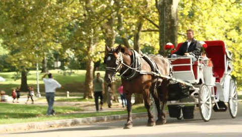 New York September 2011: Central Park, a man harnessing horseback riding. White karate goes forward.