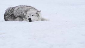 video of wolf wildlife is sleepy in chill and relax mood on the snow in the winter