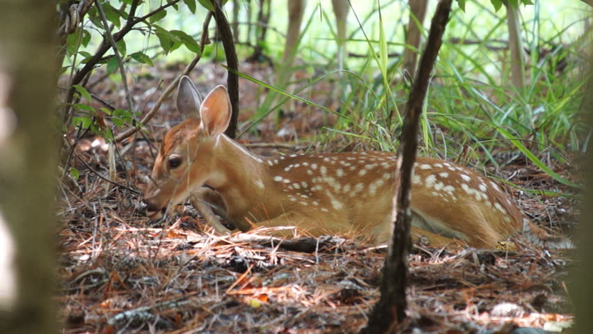 Whitetail Deer fawn bedded