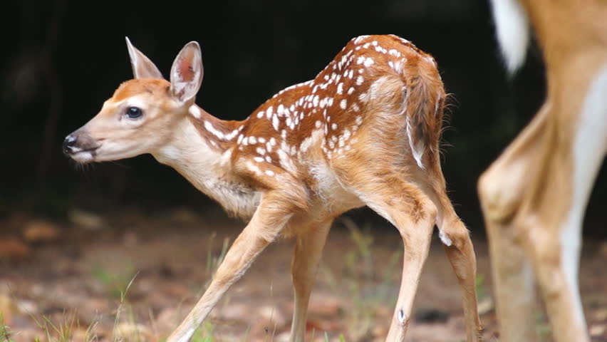 Whitetail Deer fawn with mother