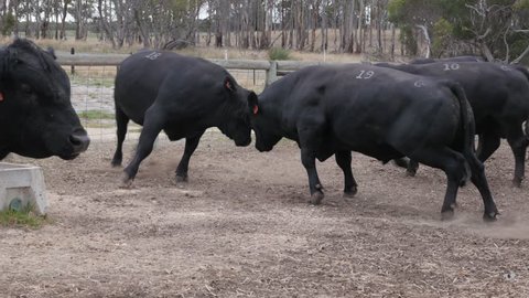 Three Bulls fighting and headbutting in a pen before being sold at a cattle auction. 