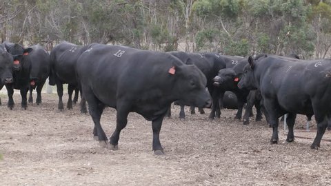 Large black bull walking through cattle pen at an auction yard.
