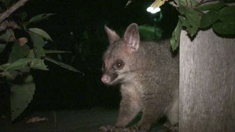 Opossum at nighttime in australia