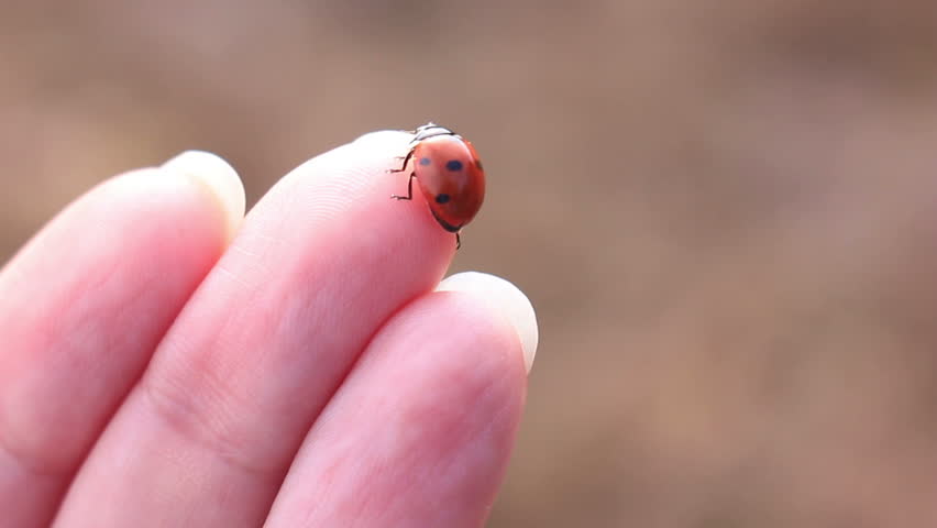 Ladybird Hand Crawling Ladybug Macro