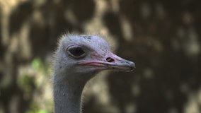 Head and neck of an ostrich. in closeup. posing for a portrait in his habitat. FullHD footage