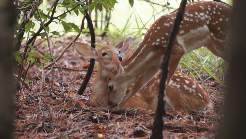 Whitetail Deer Twin Newborns