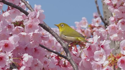 Cherry blossom trees with white-eye little bird in spring
 Stock Video