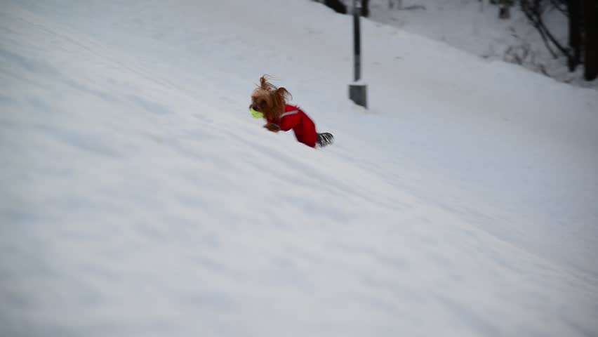 Chinese Crested dog in clothes playing with ball on snow