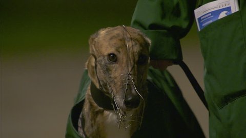 Close up of racing dogs head pans down to feet walking towards camera. slow motion