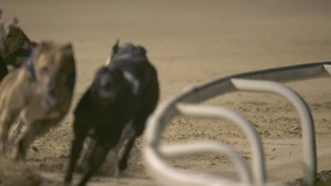 Close up of trap 2 racing, shot develops into view of all 6 dogs. high-speed