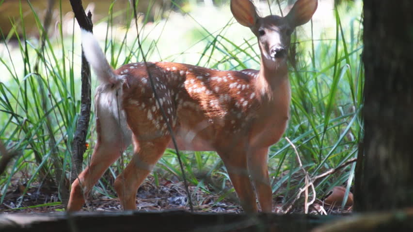 Whitetail Deer Bambi