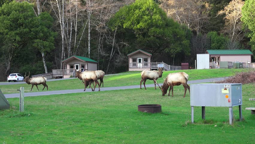 Roosevelt Elk move their grazing into the campground.