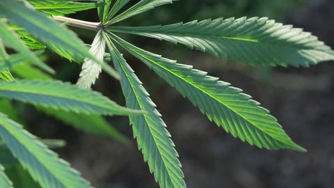 CU cannabis indica leaf on live plant, tilt up