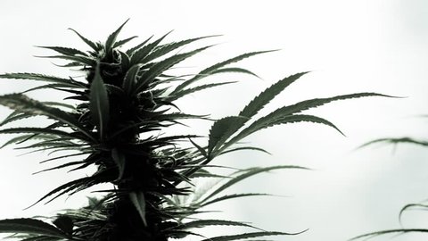 cu mature marijuana bud, track past silhouette blank white background